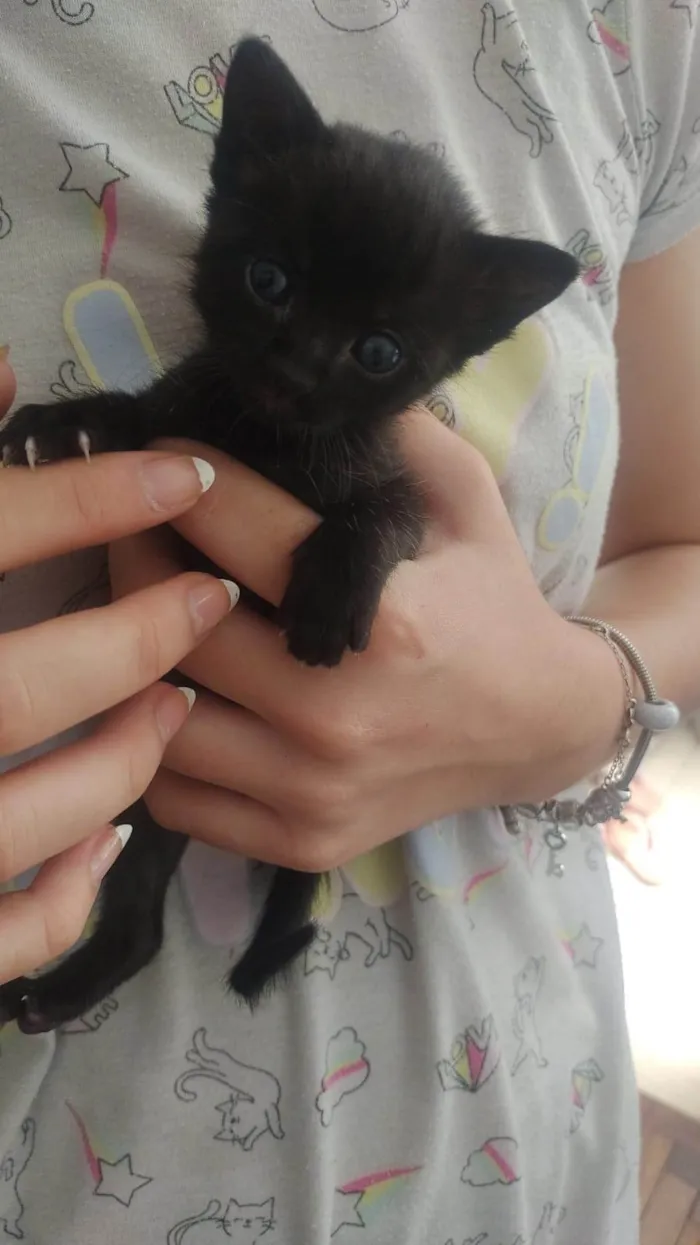 Gato ra a Siamês idade Abaixo de 2 meses nome Beatriz souza