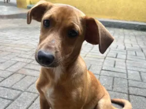 Cachorro raça SRD-ViraLata idade 7 a 11 meses nome Fido