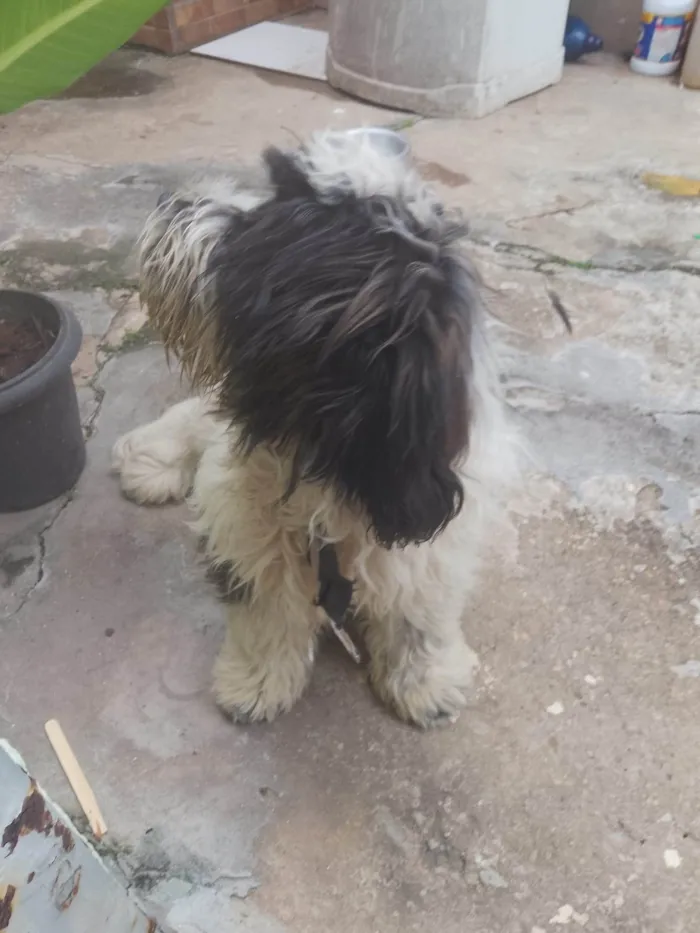 Cachorro ra a SRD-ViraLata idade 2 a 6 meses nome Théo