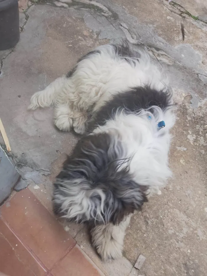 Cachorro ra a SRD-ViraLata idade 2 a 6 meses nome Théo