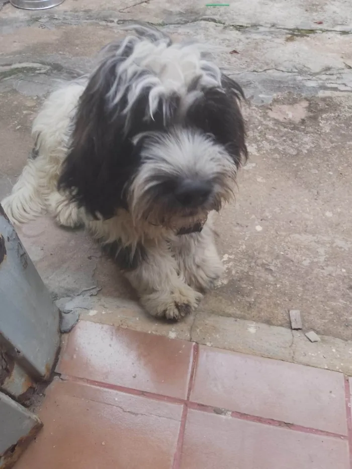 Cachorro ra a SRD-ViraLata idade 2 a 6 meses nome Théo