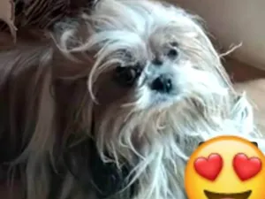 Cachorro raça Shitzu idade 6 ou mais anos nome Belinha 