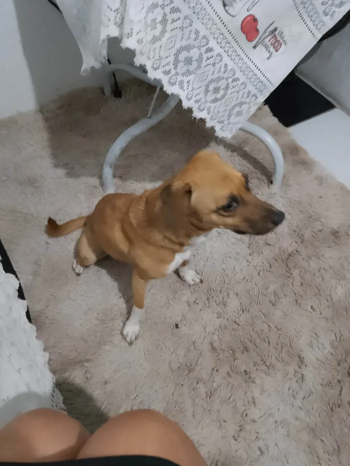 Cachorro ra a SRD-ViraLata idade 5 anos nome Chama cachorra mel 