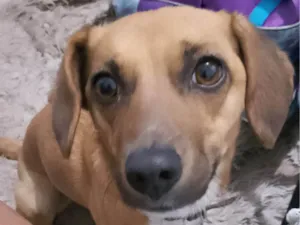 Cachorro raça SRD-ViraLata idade 5 anos nome Chama cachorra mel 