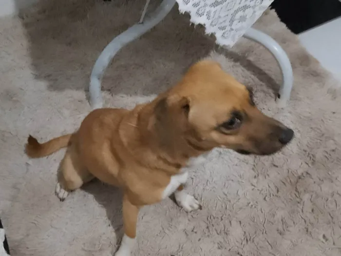 Cachorro ra a SRD-ViraLata idade 5 anos nome Chama cachorra mel 