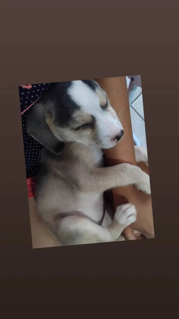 Cachorro ra a SRD-ViraLata idade 2 a 6 meses nome Amora 