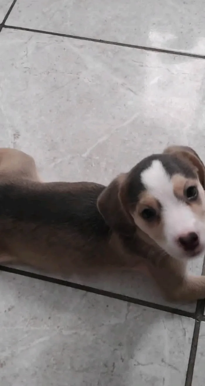 Cachorro ra a SRD-ViraLata idade 2 a 6 meses nome Amora 