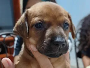 Cachorro raça SRD-ViraLata idade Abaixo de 2 meses nome Não tem