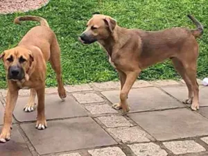 Cachorro raça SRD-ViraLata idade 7 a 11 meses nome Bud e Blue