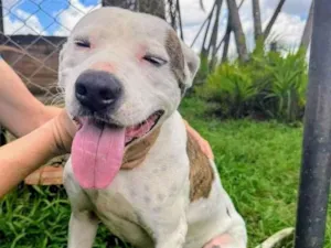 Cachorro raça Pit-Bull idade 2 anos nome Theo 