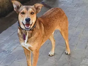 Cachorro raça SRD-ViraLata idade 4 anos nome Marley 