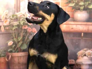 Cachorro raça SRD-ViraLata idade 1 ano nome Luke