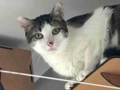 Gato raça SRD-ViraLata idade 1 ano nome Julietta