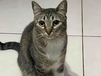 Gato raça SRD-ViraLata idade 7 a 11 meses nome Neeko