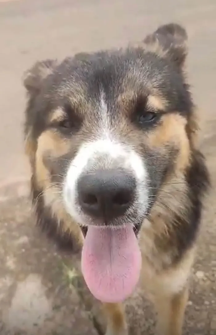 Cachorro ra a Husky Siberiano idade 7 a 11 meses nome Max 