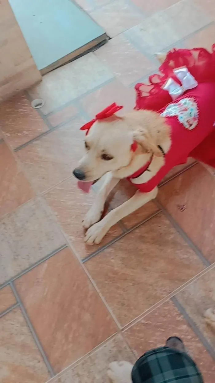 Cachorro ra a SRD-ViraLata idade 3 anos nome Melissa 