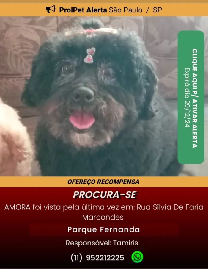 Cachorro ra a Poodle idade 6 ou mais anos nome Amora