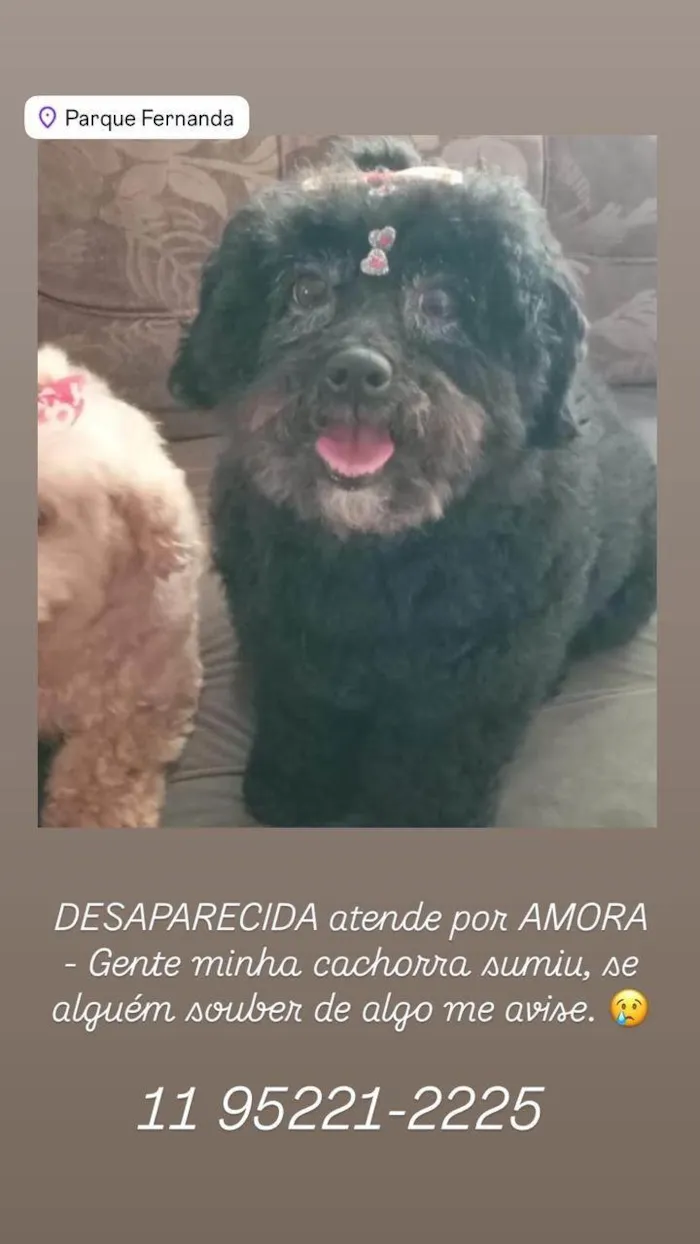 Cachorro ra a Poodle idade 6 ou mais anos nome Amora