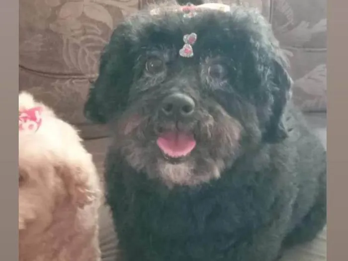 Cachorro ra a Poodle idade 6 ou mais anos nome Amora