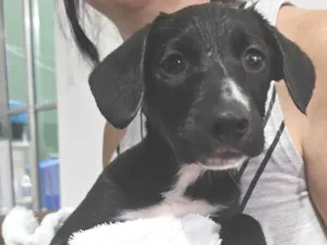 Cachorro raça SRD-ViraLata idade 2 a 6 meses nome Não possui