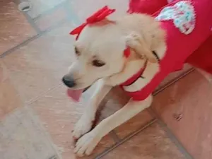 Cachorro raça SRD-ViraLata idade 3 anos nome Melissa 