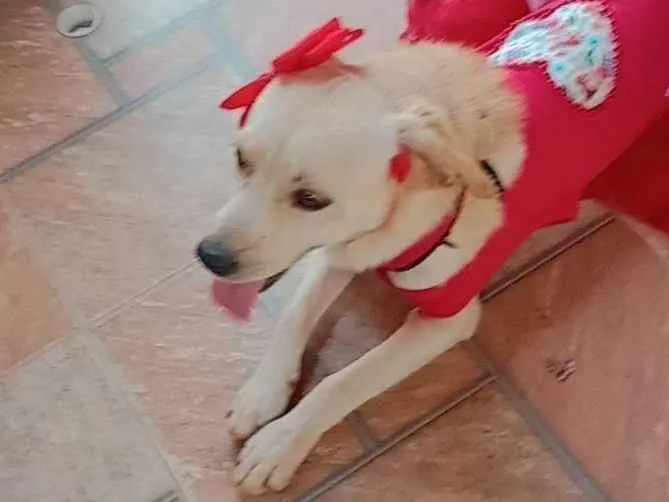 Cachorro ra a SRD-ViraLata idade 3 anos nome Melissa 