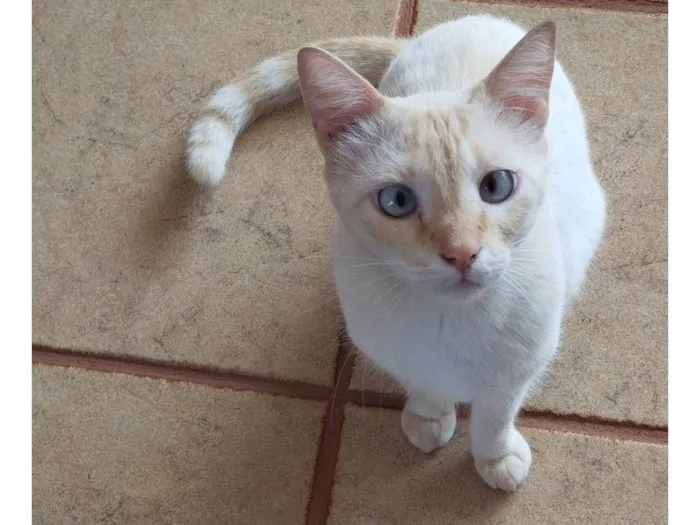 Gato ra a SRD-ViraLata idade 4 anos nome Matuzalém