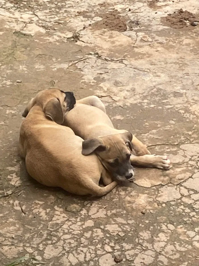 Cachorro ra a SRD-ViraLata idade 2 a 6 meses nome Não tem