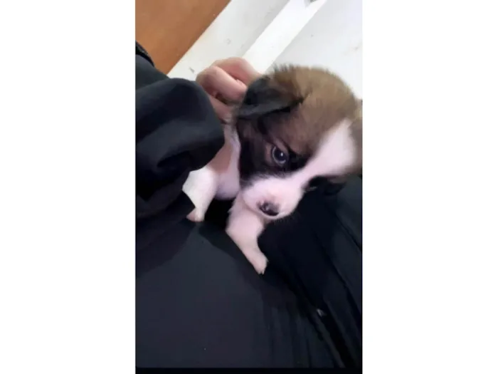 Cachorro ra a SRD-ViraLata idade Abaixo de 2 meses nome Sem nomes 