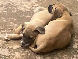 Cachorro raça SRD-ViraLata idade 2 a 6 meses nome Não tem