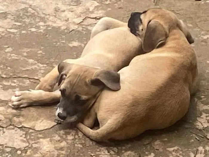 Cachorro ra a SRD-ViraLata idade 2 a 6 meses nome Não tem