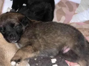 Cachorro raça SRD-ViraLata idade Abaixo de 2 meses nome Sem nomes 