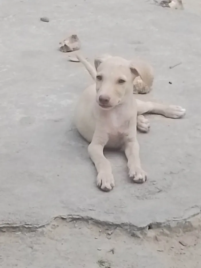 Cachorro ra a SRD-ViraLata idade 2 a 6 meses nome ---------