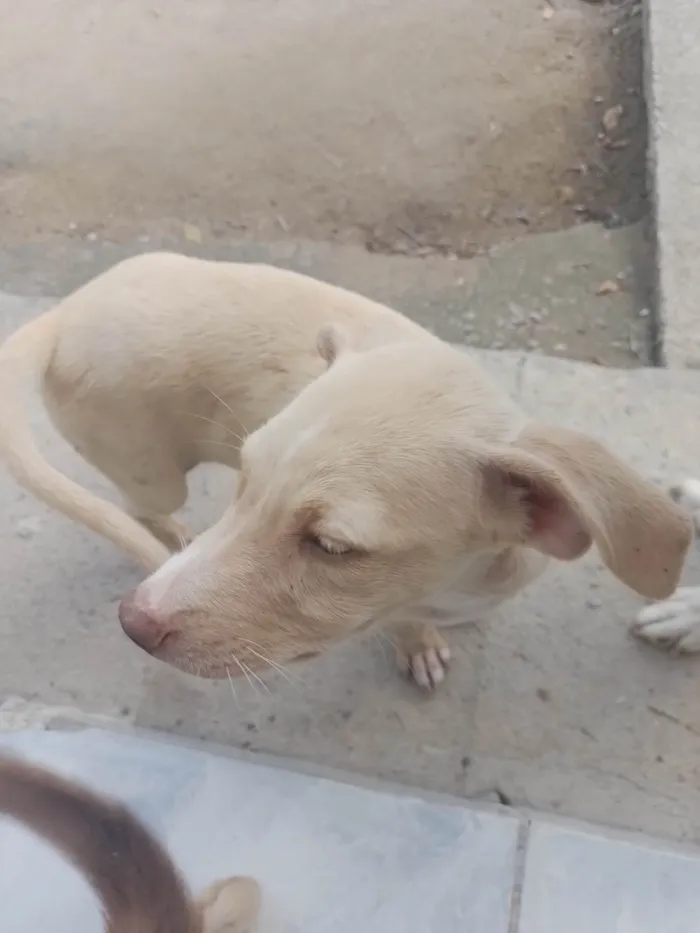 Cachorro ra a SRD-ViraLata idade 2 a 6 meses nome ----------