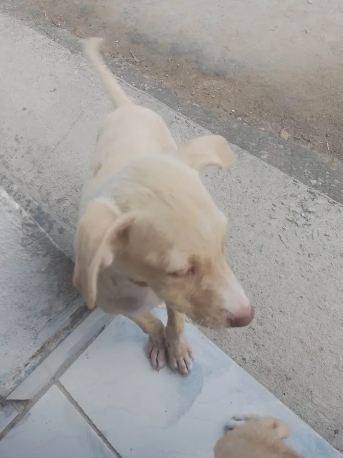 Cachorro ra a SRD-ViraLata idade 2 a 6 meses nome ----------