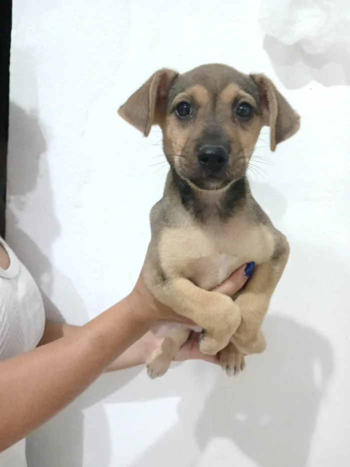 Cachorro ra a SRD-ViraLata idade 2 a 6 meses nome Caramelo