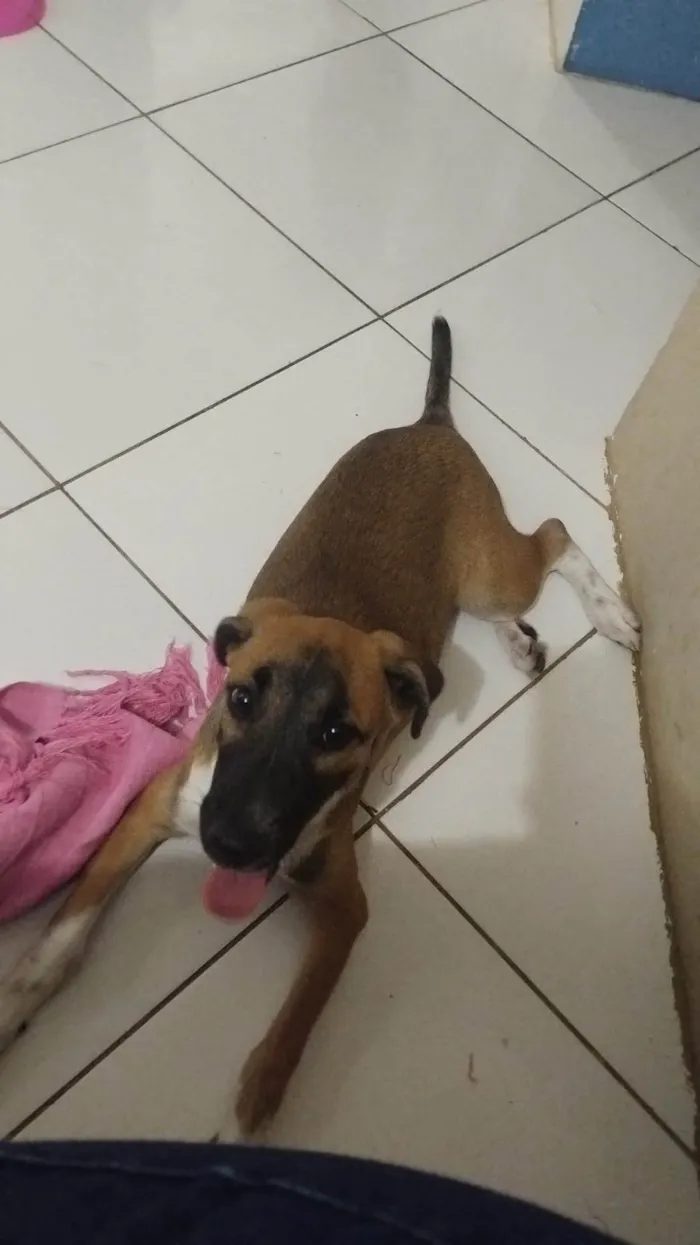 Cachorro ra a SRD-ViraLata idade 2 a 6 meses nome mel 