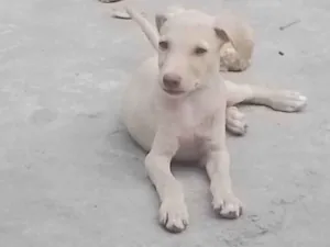 Cachorro raça SRD-ViraLata idade 2 a 6 meses nome ---------