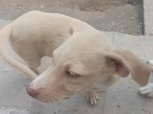 Cachorro raça SRD-ViraLata idade 2 a 6 meses nome ----------