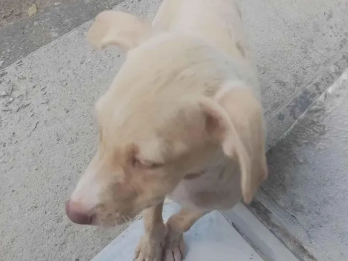 Cachorro ra a SRD-ViraLata idade 2 a 6 meses nome ----------