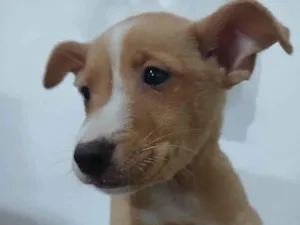 Cachorro raça SRD-ViraLata idade 2 a 6 meses nome Caramelo