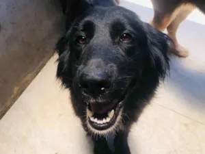 Cachorro raça SRD-ViraLata idade 1 ano nome Kiara