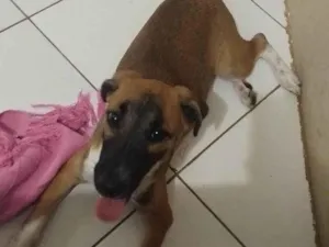 Cachorro raça SRD-ViraLata idade 2 a 6 meses nome mel 