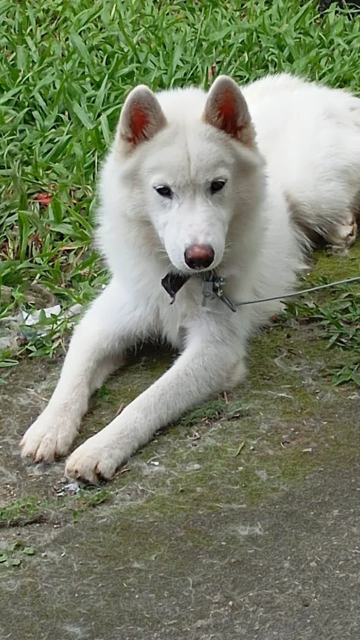 Cachorro ra a Husky Siberiano idade 1 ano nome Trovão 