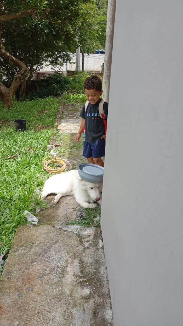 Cachorro ra a Husky Siberiano idade 1 ano nome Trovão 