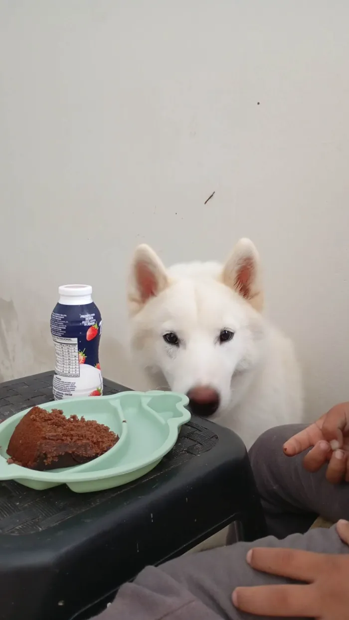 Cachorro ra a Husky Siberiano idade 1 ano nome Trovão 