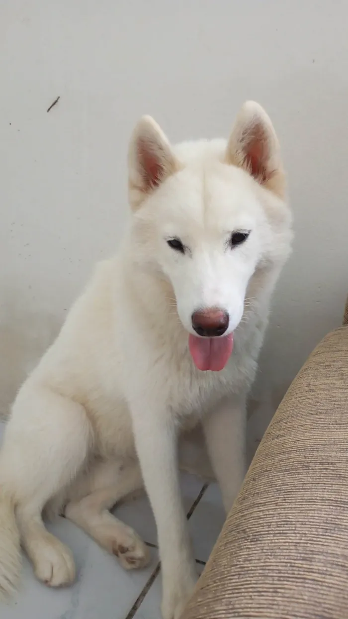 Cachorro ra a Husky Siberiano idade 1 ano nome Trovão 