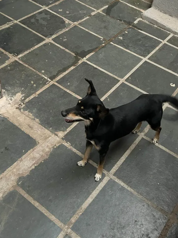 Cachorro ra a SRD-ViraLata idade 6 ou mais anos nome Pretinha 