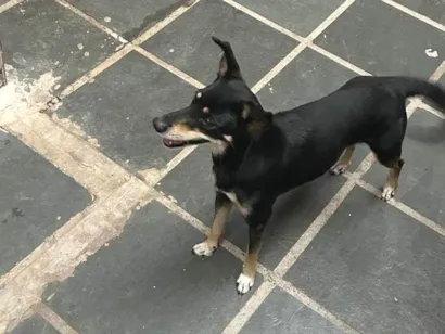 Cachorro raça SRD-ViraLata idade 6 ou mais anos nome Pretinha 