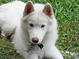 Cachorro raça Husky Siberiano idade 1 ano nome Trovão 